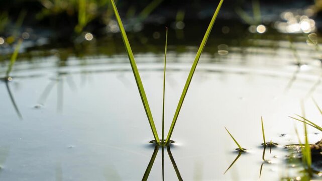 Initial ripple sending rings outward around base of 3 grass blades in shallow pond, reflecting