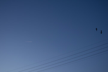 Traînée d'avion et silhouette d'oiseaux à l'heure bleue © Guillaume boulanger