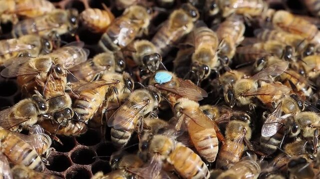 Inside the hive, the queen bee is surrounded by her attendants as she carefully lays an egg inside a honeycomb cell.
This rare close-up reveals the heart of the colony, where new life begins and the f