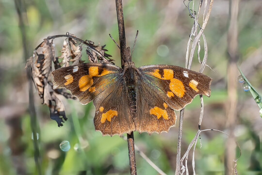 Libytheidae / &Ccedil;itlembik Kelebeği / European Beak / Libythea celtis