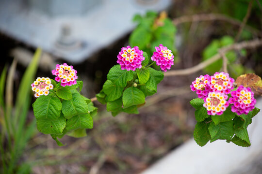 Vibrant Pink and Yellow Lantana Camara Flowers in Bloom with Green Foliage on a Soft Blurred Background
