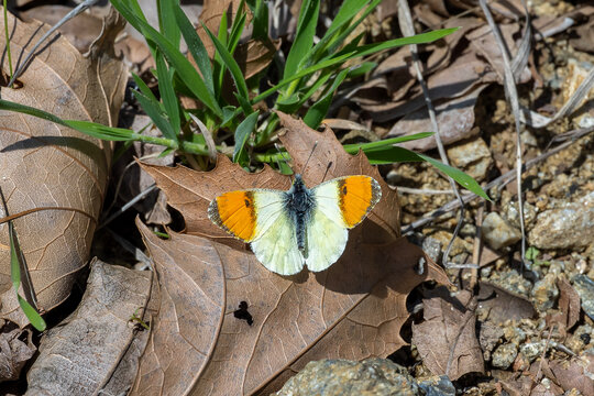  Step S&uuml;sl&uuml;s&uuml; &raquo; Anthocharis gruneri &raquo; Gruner&rsquo;s Orange-tip