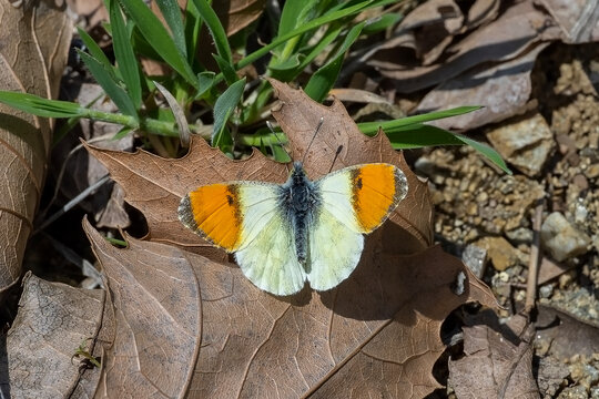  Step S&uuml;sl&uuml;s&uuml; &raquo; Anthocharis gruneri &raquo; Gruner&rsquo;s Orange-tip