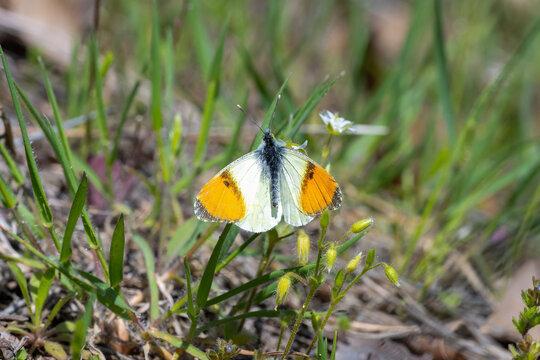  Step S&uuml;sl&uuml;s&uuml; &raquo; Anthocharis gruneri &raquo; Gruner&rsquo;s Orange-tip