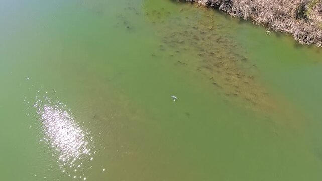 Cig&uuml;e&ntilde;a sobrevolando el R&iacute;o Ebro