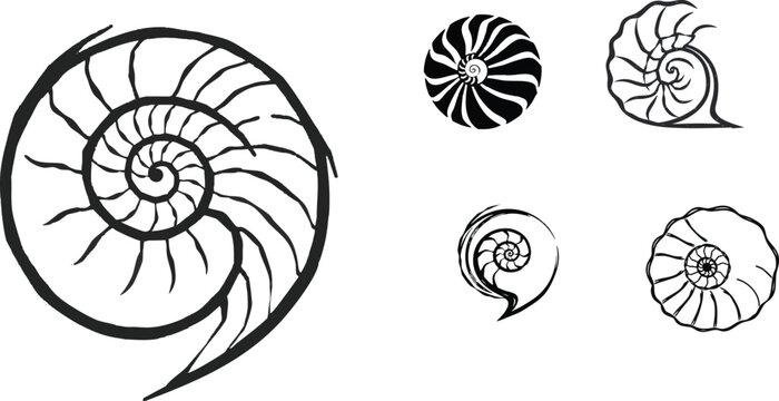Elegant Seashell Spiral Outline Illustration with Detailed Stroke Lines Highlighting Natural Nautical Form Isolated on a White Background for Minimalist, Beach, and Ocean-Themed Design Projects