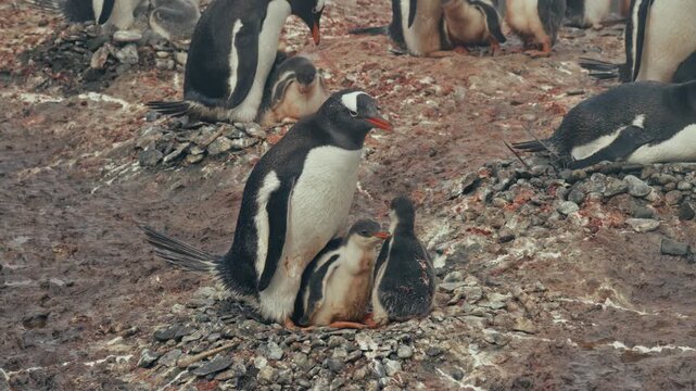 Extreme close-up of gentoo penguin parent feeding two eager chicks simultaneously in stone nest at Point Wild, Elephant Island, surrounded by busy colony on guano-stained rocky ground