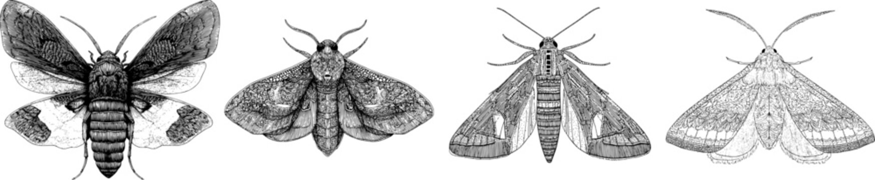 A meticulously detailed ruby tiger moth illustration showcases a striking monochrome design with sharp black outlines against a solid white background, featuring symmetrical, intricate patterns on