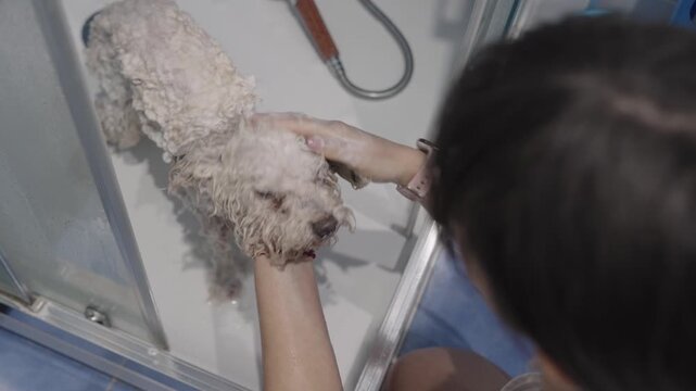 Pet owner washing small dog in shower cabin