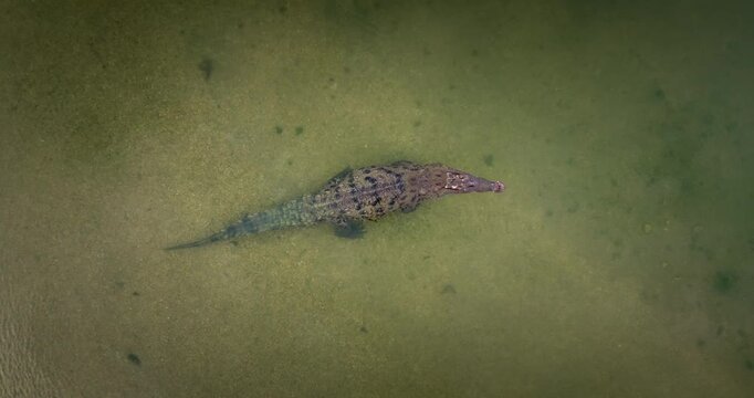 Top-down drone view of a caiman in shallow water at Rio Piedras near Los Naranjos, Colombia, showing the reptile gliding through a calm natural river habitat