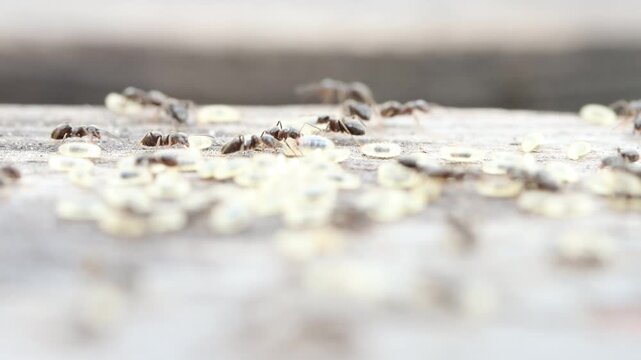Busy Ant Colony Moving Eggs Along Wooden Ledge