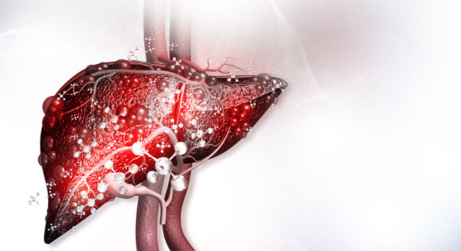 Detailed 3D medical illustration of human liver anatomy featuring lobes, gallbladder, and vascular blood supply.