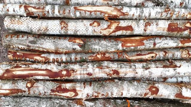 Birch tree trunks stacked closely together, showcasing the distinct white bark and rough texture, with variations in color and pattern visible across the surface in a natural setting