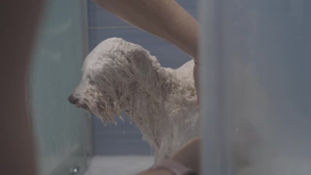 Home groomer rinsing white poodle in shower