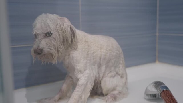 Unhappy wet dog shivering in bathtub