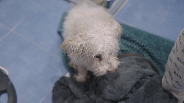 Wet bichon frise dog licking its nose after a bath