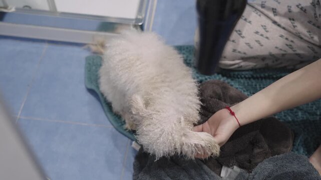 Person blow drying a cute poodle dog at home