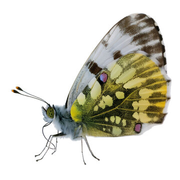 Colorful Pieridae Butterfly Profile Isolated