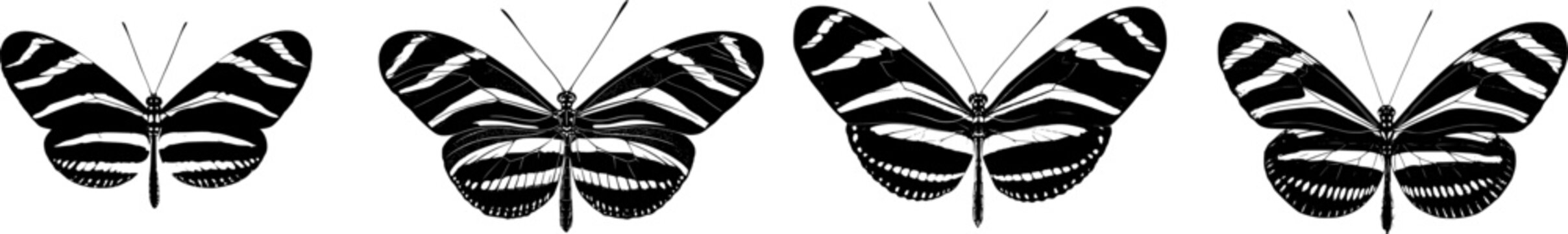 A detailed Zebra Longwing butterfly illustration showcases its striking black and white striped wings against a pure white background