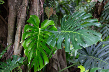 Giant Monstera Deliciosa Leaves Growing Against a Tropical Tree Trunk © Pak Lang