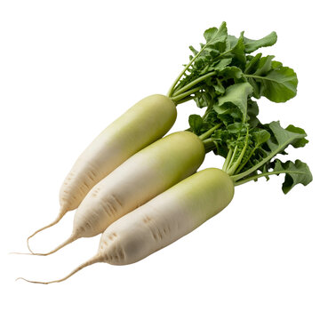 Fresh White Daikon Radishes with Green Leaves