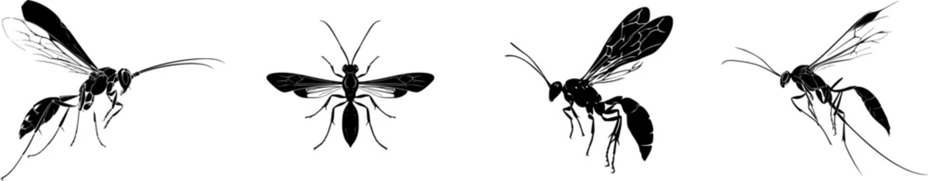 A sleek braconid wasp in mid-flight, its elegant black silhouette against a stark white background, exudes an air of sophistication and minimalism