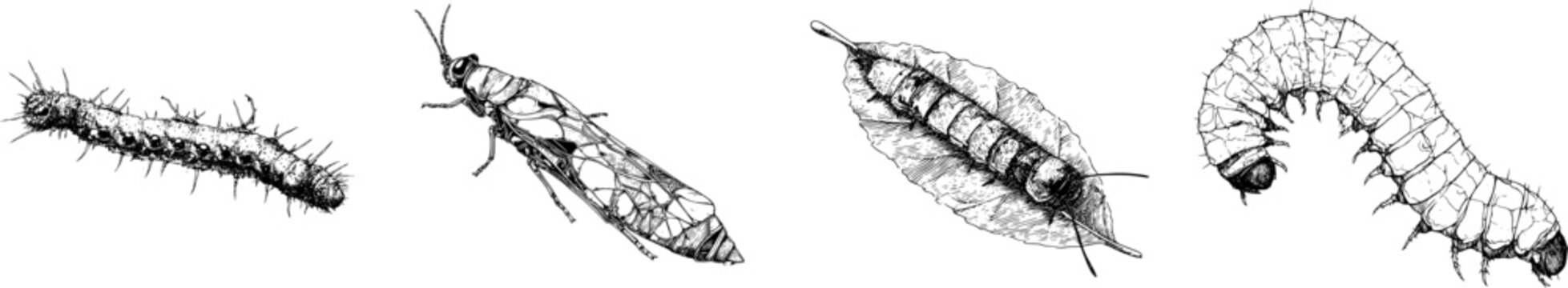This elegant caddisfly larva case features a striking black ink outline against a solid white background, showcasing intricate monochrome detailing in a highly detailed line art style with clear