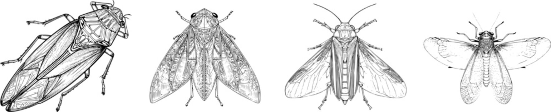An elegant candy-striped leafhopper with sharp black ink outlines stands against a solid white background in monochrome coloring book style, showcasing clear boundaries and highly detailed