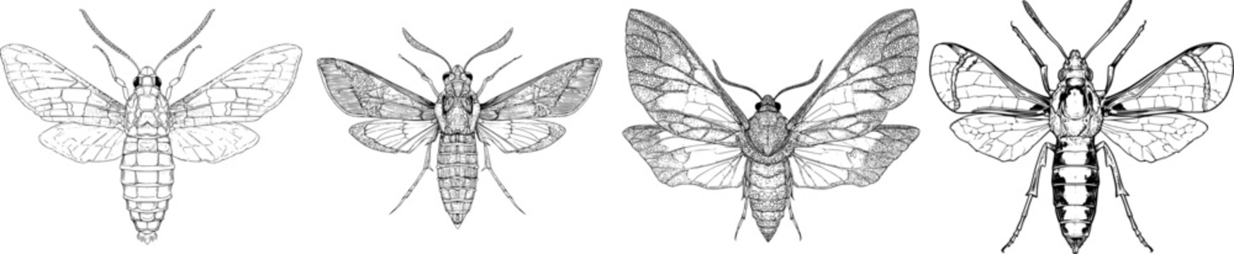 This elegant clearwing moth mimics a wasp with sharp black ink outlines on a solid white background, showcasing monochrome coloring in a book-style illustration with highly detailed line art