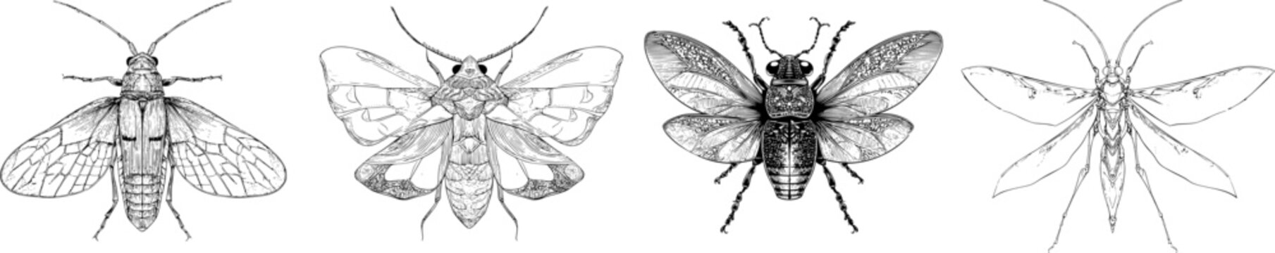 An elegant firefly with a striking black ink outline is showcased in this monochrome coloring book style illustration featuring clear boundaries and flat 2D graphic design
