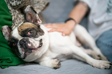 Plakat Person petting a happy French Bulldog on a sofa