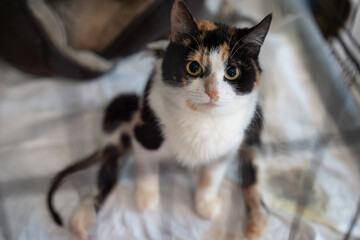 Close-up of a calico cat looking up at the camera © Tsyb Oleh