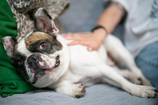 Person petting a happy French Bulldog on a sofa