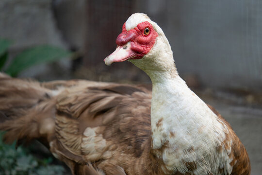 Close-up portrait of a Muscovy duck on a farm