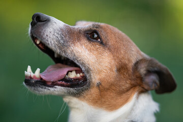 Close-up profile portrait of a happy Jack Russell Terrier © Tsyb Oleh
