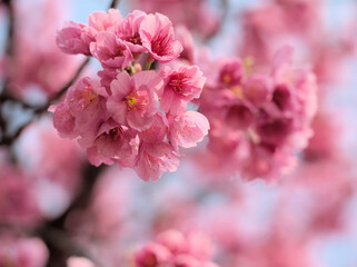 Naklejka premium 3月に咲いたピンク色の平七桜（ヘイシチザクラ）