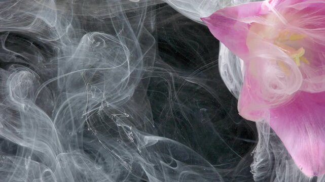 Pink flower white smoke swirl dreamy vapor study, studio macro of ruffled petals drifting through mist, perfume and cosmetic concept styling