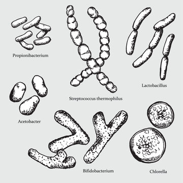 A set of engraved illustrations of beneficial microorganisms with their names. Vector clip art for scientific, educational, and medical designs.