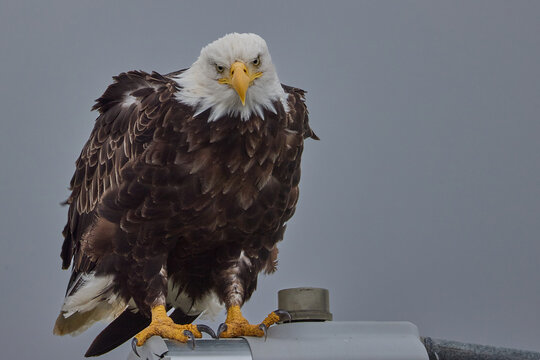 Arktis, Tiere, Landschaft, Eisberge, Eis
