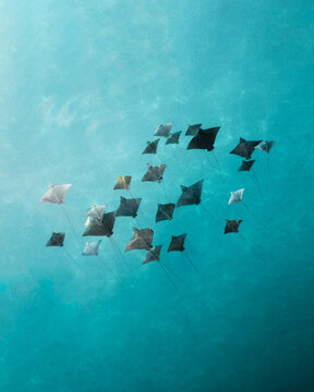 Aerial view of a squadron of rays gliding in the turquoise waters of Ouvea Lagoon, a mesmerizing dance of marine life unfolds, Ouvea, Loyalty Islands Province, New Caledonia.