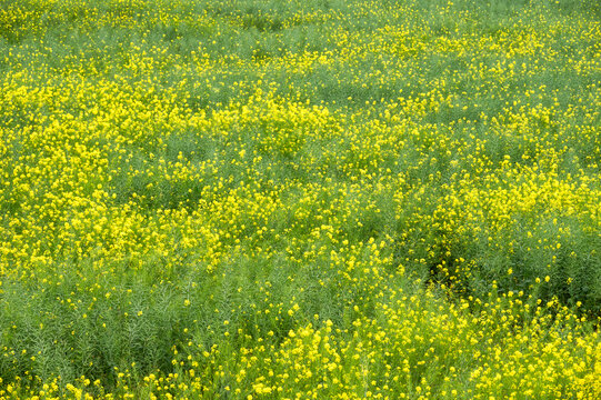 Luoping County Sea of Canola or Rapeseed Fields in Spring, Yunnan, China