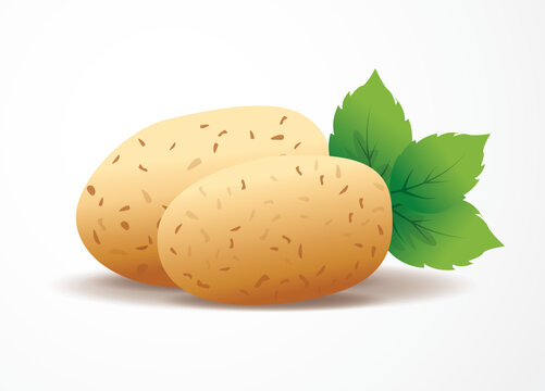 Potato with leaves, Fresh organic vegetable in flat style,  vector illustration.
