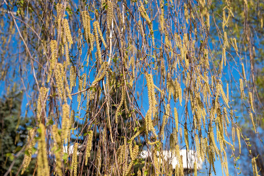 A close-up of a birch tree with catkins on a spring day