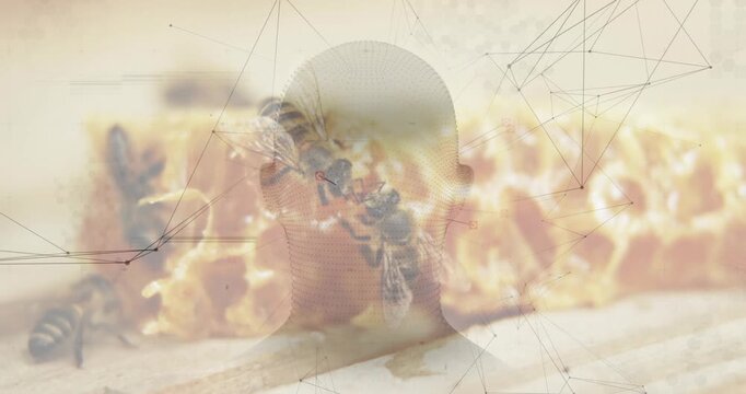 Worker bee probing comb, starting cluster as bees moving under head-network overlay for beekeeping