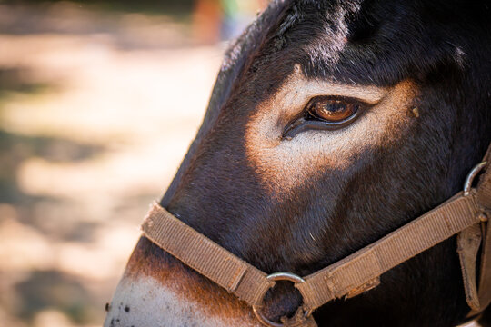 View of a donkey's gentle eye and soft muzzle contrasting with its dark fur and a simple halter, creating a serene portrait, Pula, Istria County, Croatia.