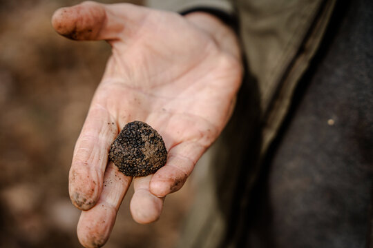 View of a truffle held delicately in a weathered hand, earthy tones contrasting with the dark delicacy, a moment of culinary discovery, Pula, Croatia.