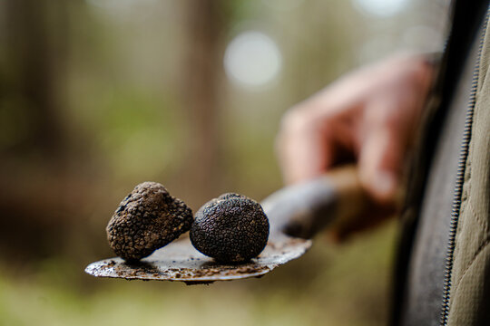 View of freshly unearthed black truffles resting on a trowel, held by a blurred figure amidst the soft-focus greens and browns of a forest, Pula, Istria County, Croatia.