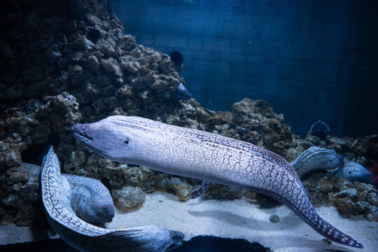 View of mottled moray eels gracefully gliding through the blue waters near rocky formations, creating a mesmerizing underwater scene, Pula, Istria County, Croatia.