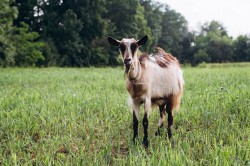 Fototapeta premium Farm goat standing in green pasture looking
