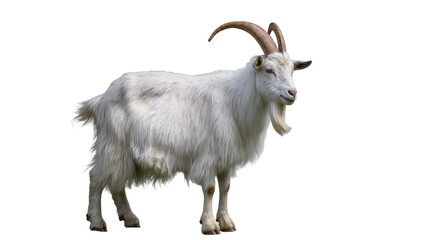 Fototapeta premium White fluffy Goat with curved horns standing sideways